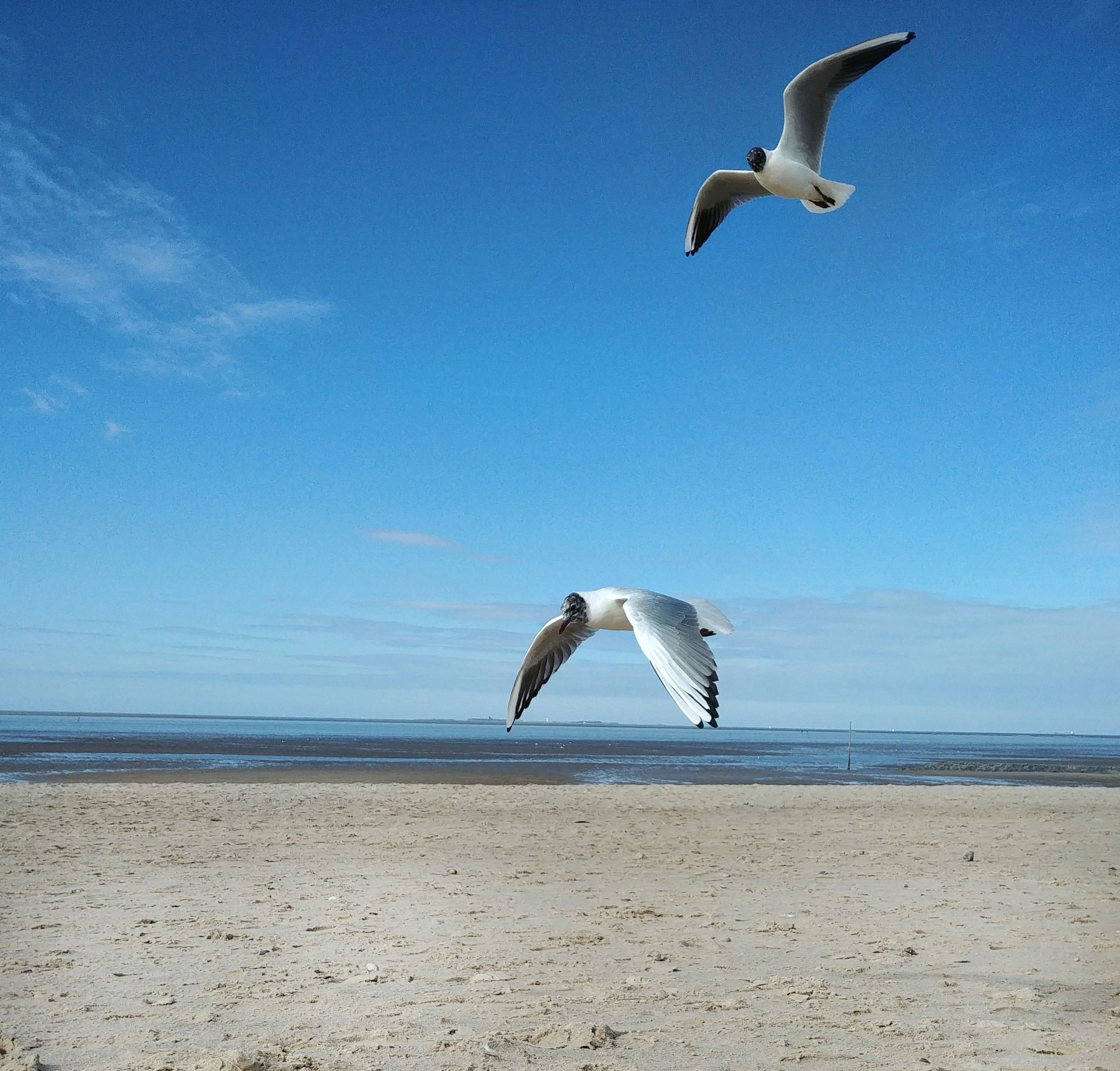 Möwen am Strand von Cuxhaven