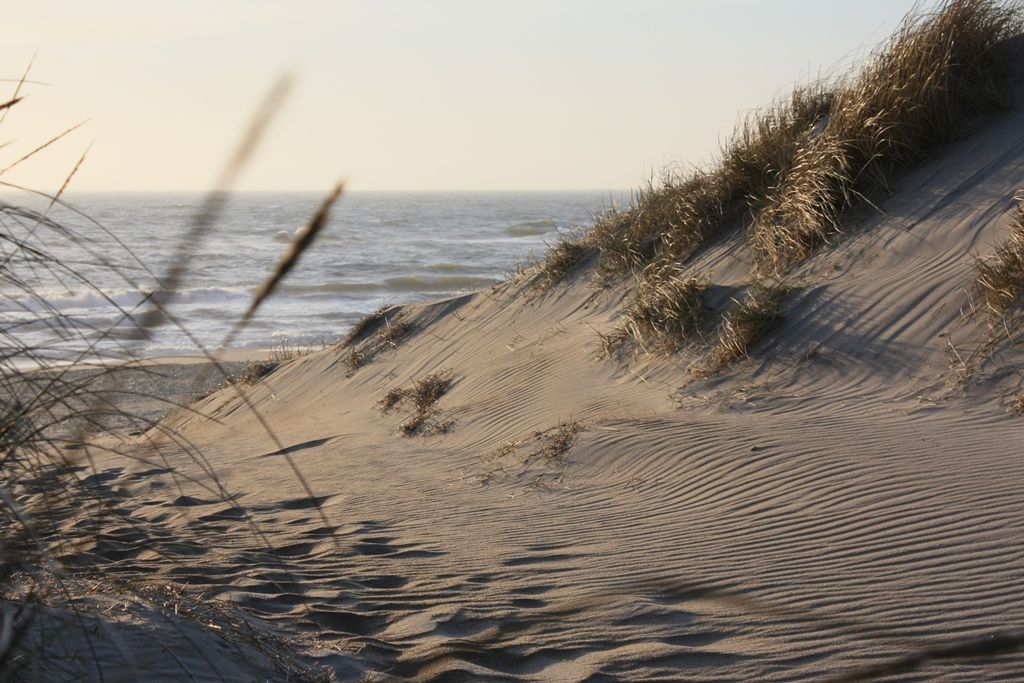 Dünengras an der Nordsee